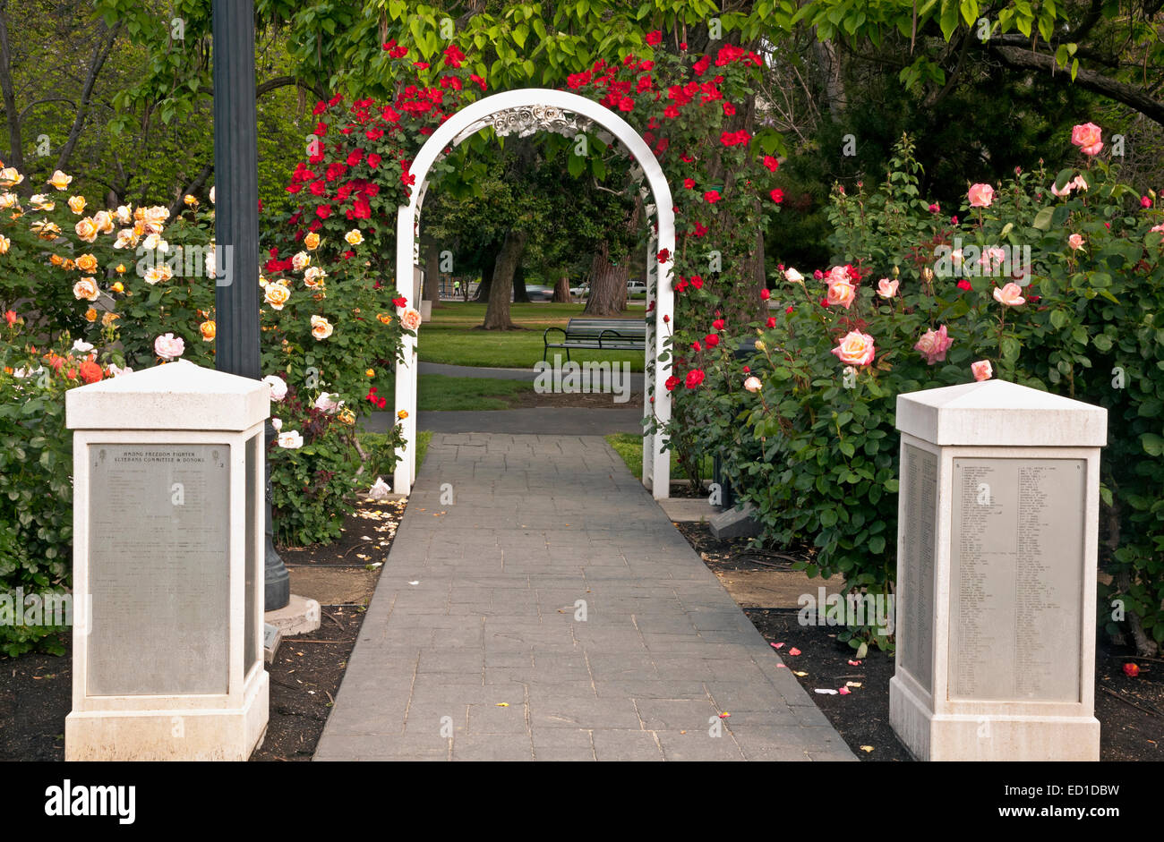 CA02606-00...CALIFORNIE - jardin de roses au California State Capitol Park à Sacramento. Banque D'Images