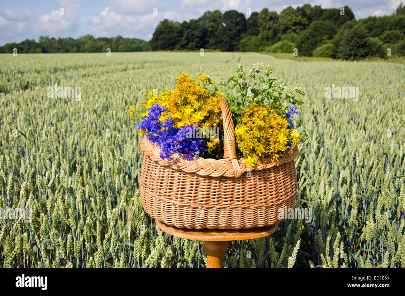 Encore en plein été et la vie avec panier et plantes médicinales fleurs sur champ de blé Banque D'Images