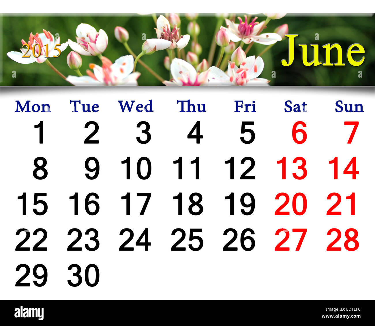 Calendrier pour le mois de juin de l'année 2015 avec le ruban de Butomus umbellatus Banque D'Images