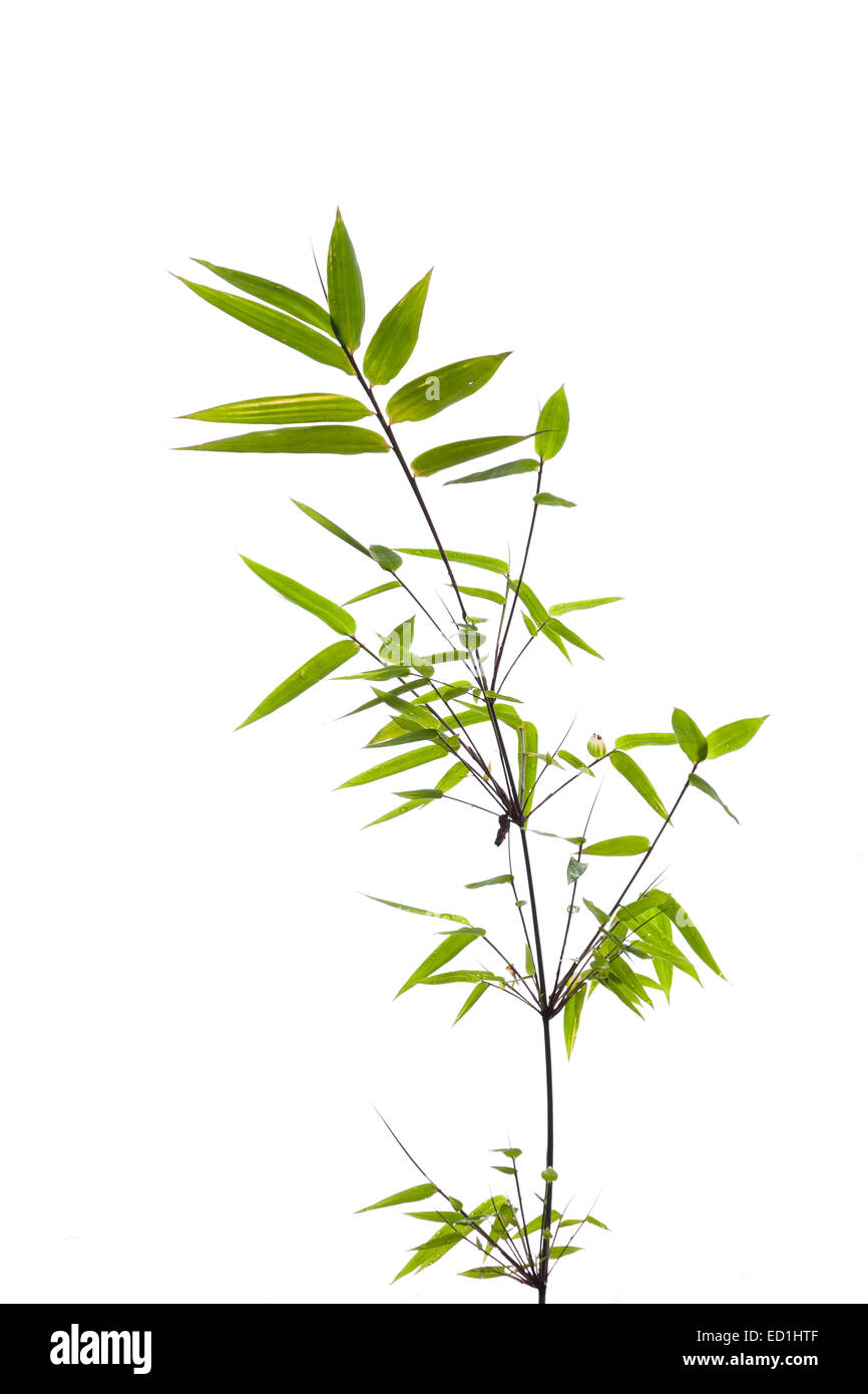 Les feuilles des rameaux de l'arbre de bambou au printemps Banque D'Images