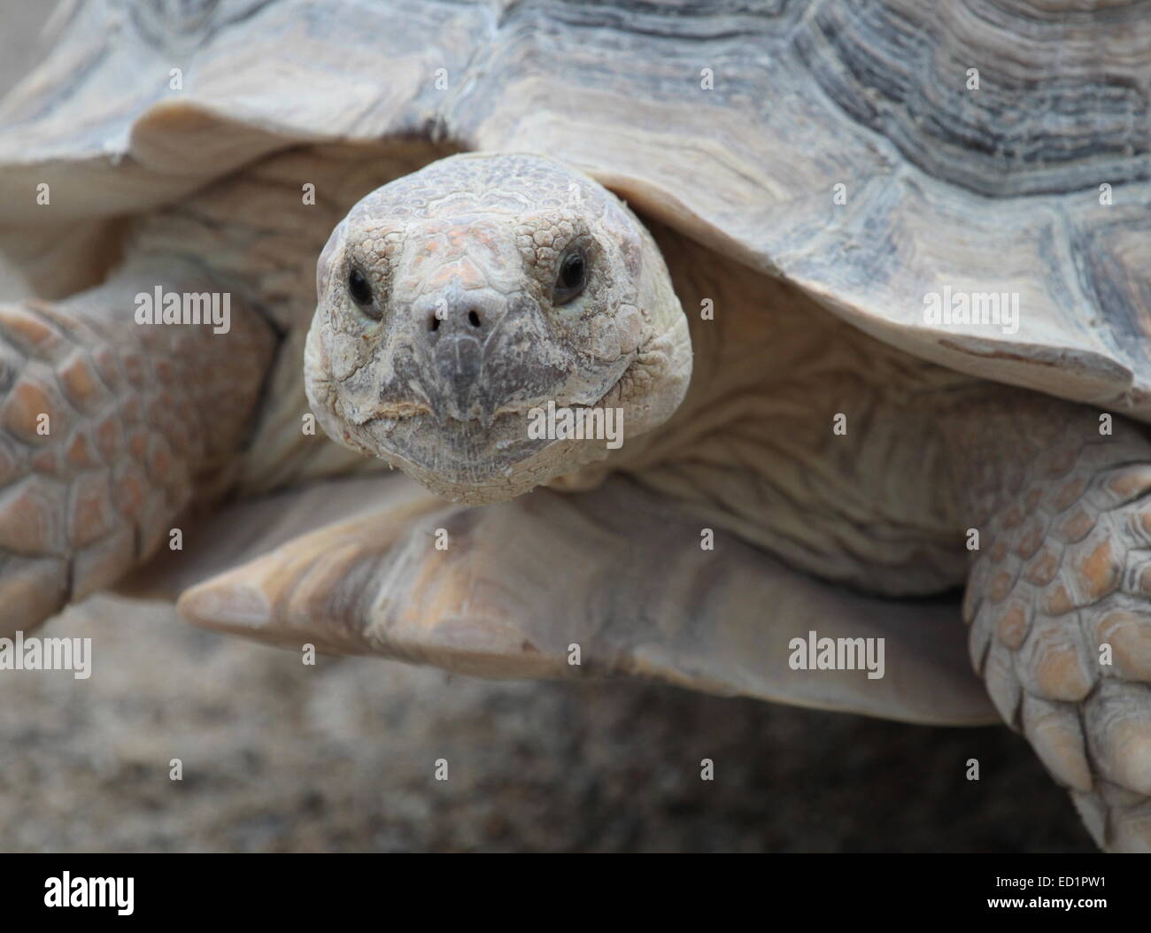 Tortue sillonnée (Geochelone sulcata), également appelé spur cuisse, portrait Banque D'Images