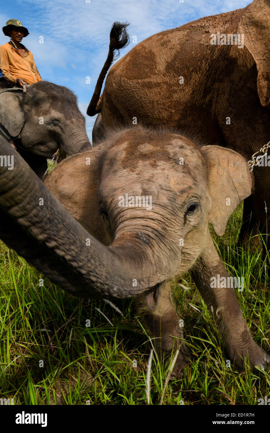 Un bébé éléphant grues son tronc. Banque D'Images