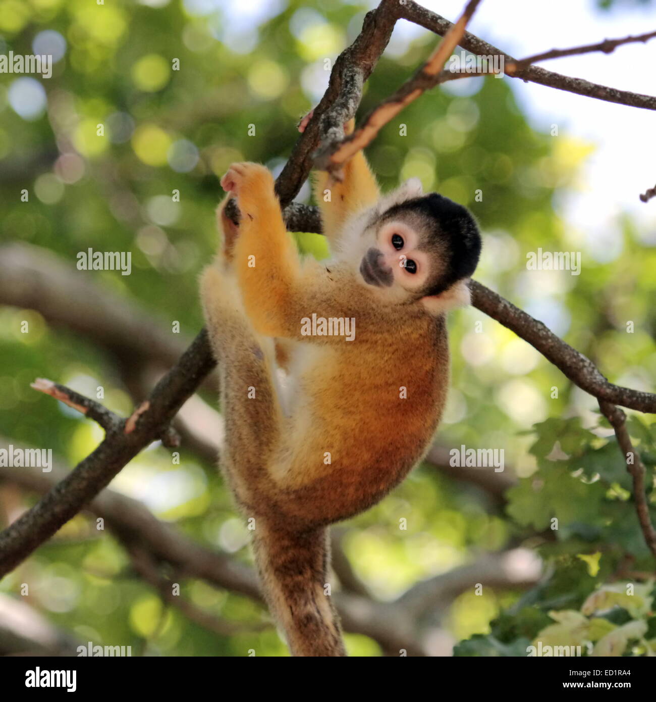 Singe écureuil tenant à une branche (Saimiri sciureus) Banque D'Images