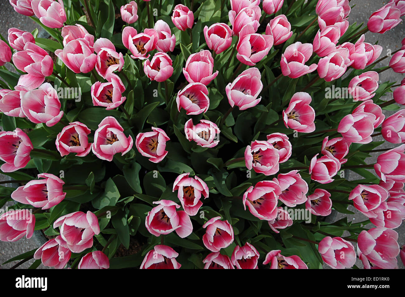 Tulipes rose et blanc vu de dessus Banque D'Images