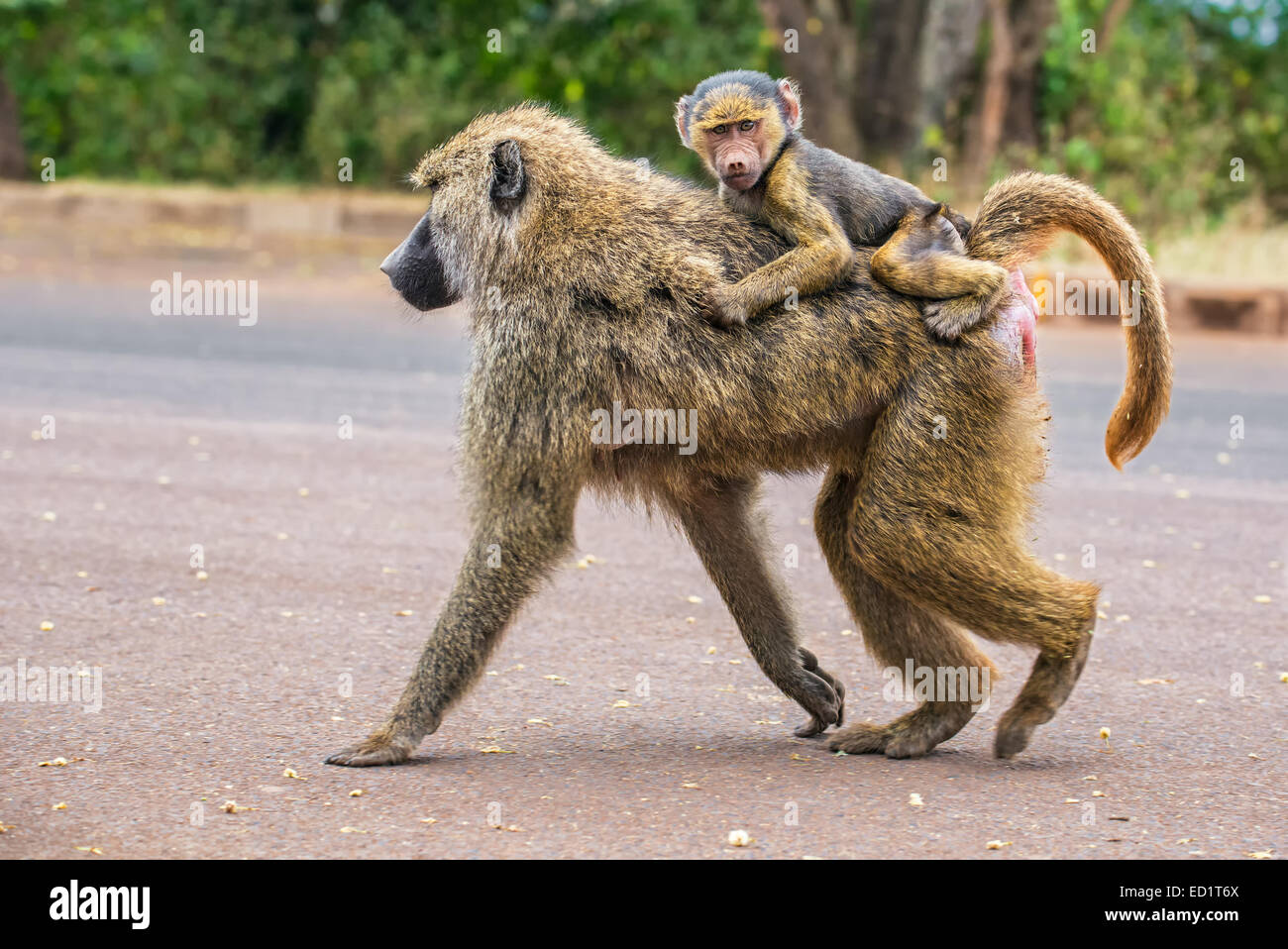 Le babouin Olive mère marcher dans la rue avec son bébé sur le dos dans la zone de conservation de Ngorongoro, en Tanzanie Banque D'Images