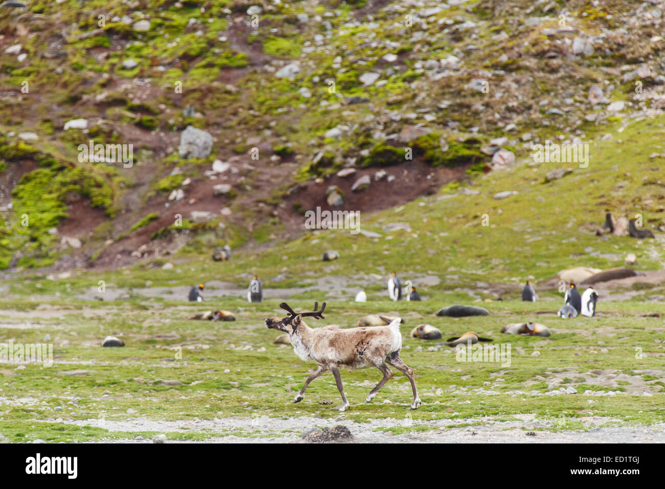 Le renne avec le manchot royal (Aptenodytes patagonicus), Saint Andrews Bay, la Géorgie du Sud, l'Antarctique. Banque D'Images