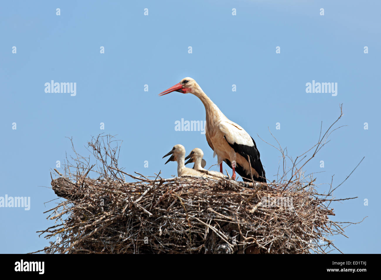 Bebe Cigogne Banque D Image Et Photos Alamy