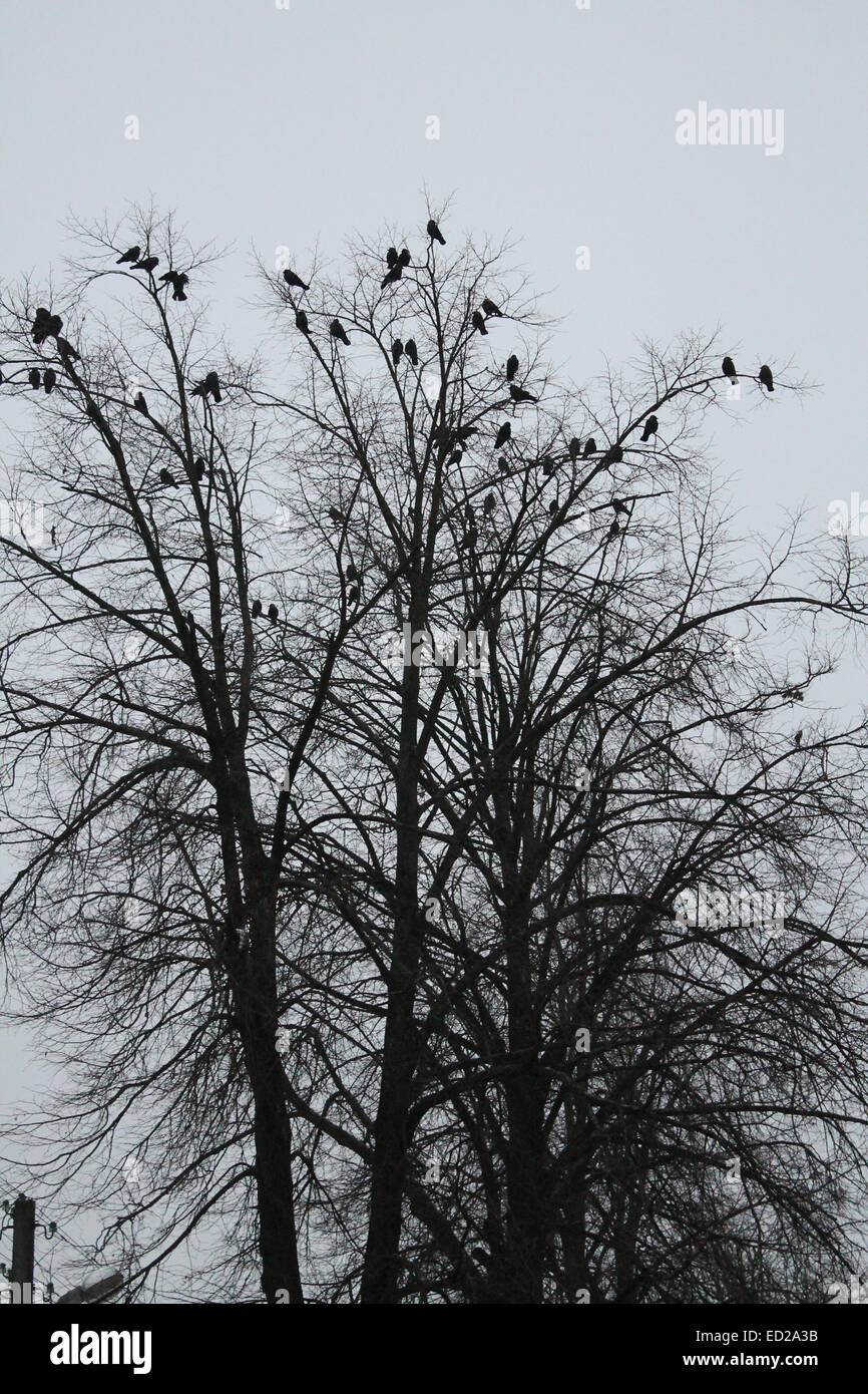 Arbre noir avec couronne dense sans feuilles avec des oiseaux s'asseoir sur le dessus Banque D'Images