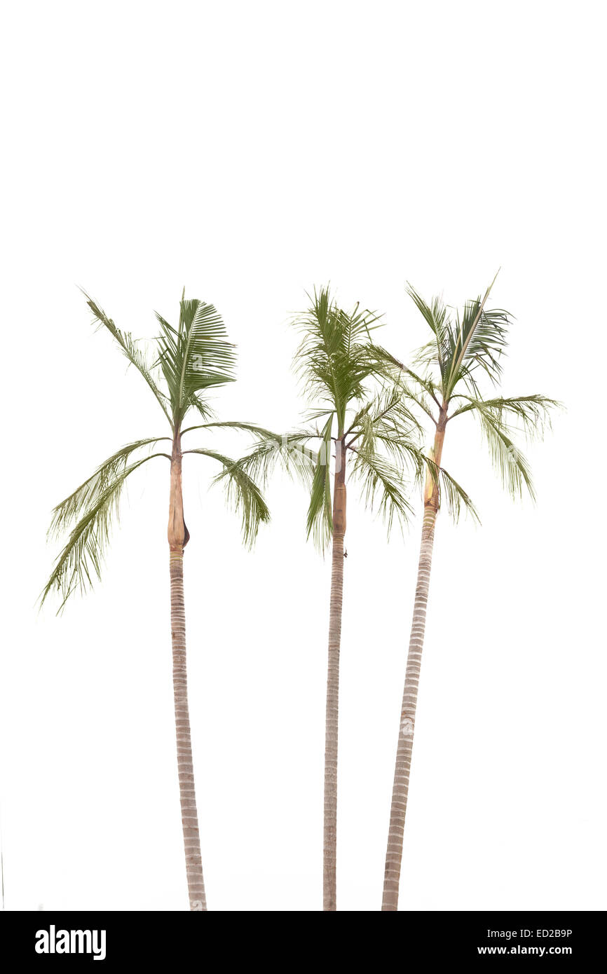 Palmiers isolé sur fond blanc par la mer Banque D'Images