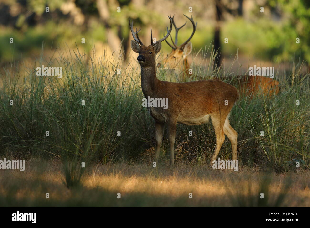 Barasingha ou marais Deer de Kanha National Park Banque D'Images