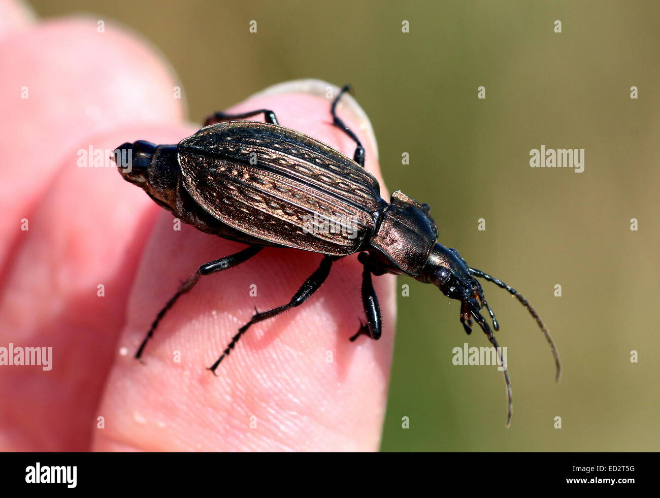 Granulé européenne (Carabus Granulatus coléoptère Carabidae) posant sur mon doigt Banque D'Images