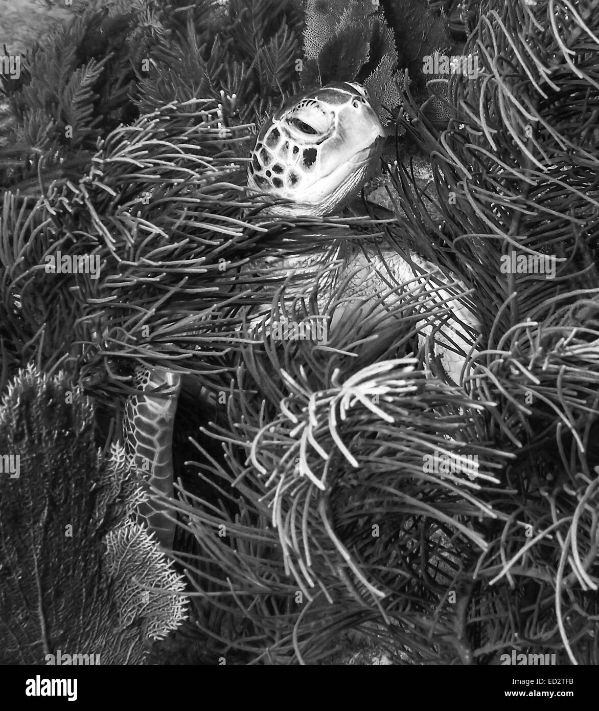 Photo en noir et blanc d'une tortue imbriquée se cachant parmi les coraux sur mélasse filon à Key Largo, Floride. Banque D'Images
