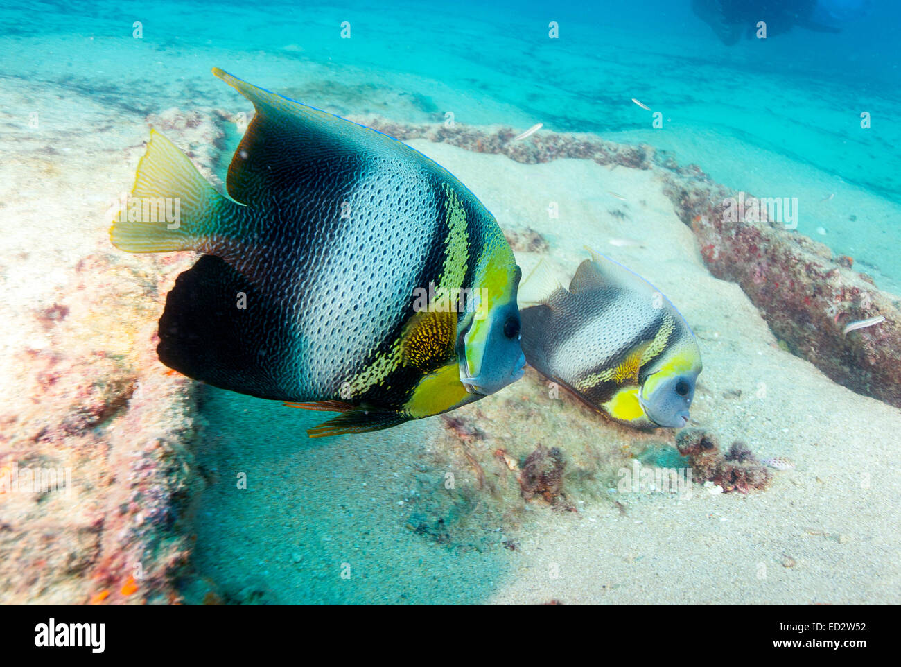 Angelfish Pomacanthus zonipectus (cortex) est unique pour les eaux mexicaines Banque D'Images