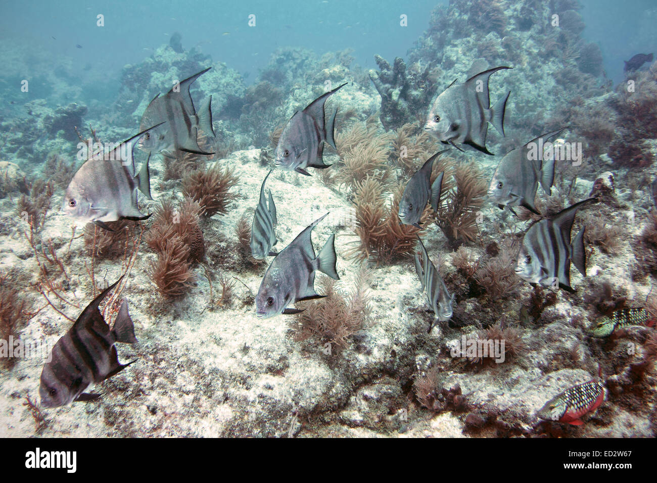 Une école d'Atlantic Spadefish nager le long de mélasse filon dans les Keys de la Floride. Banque D'Images