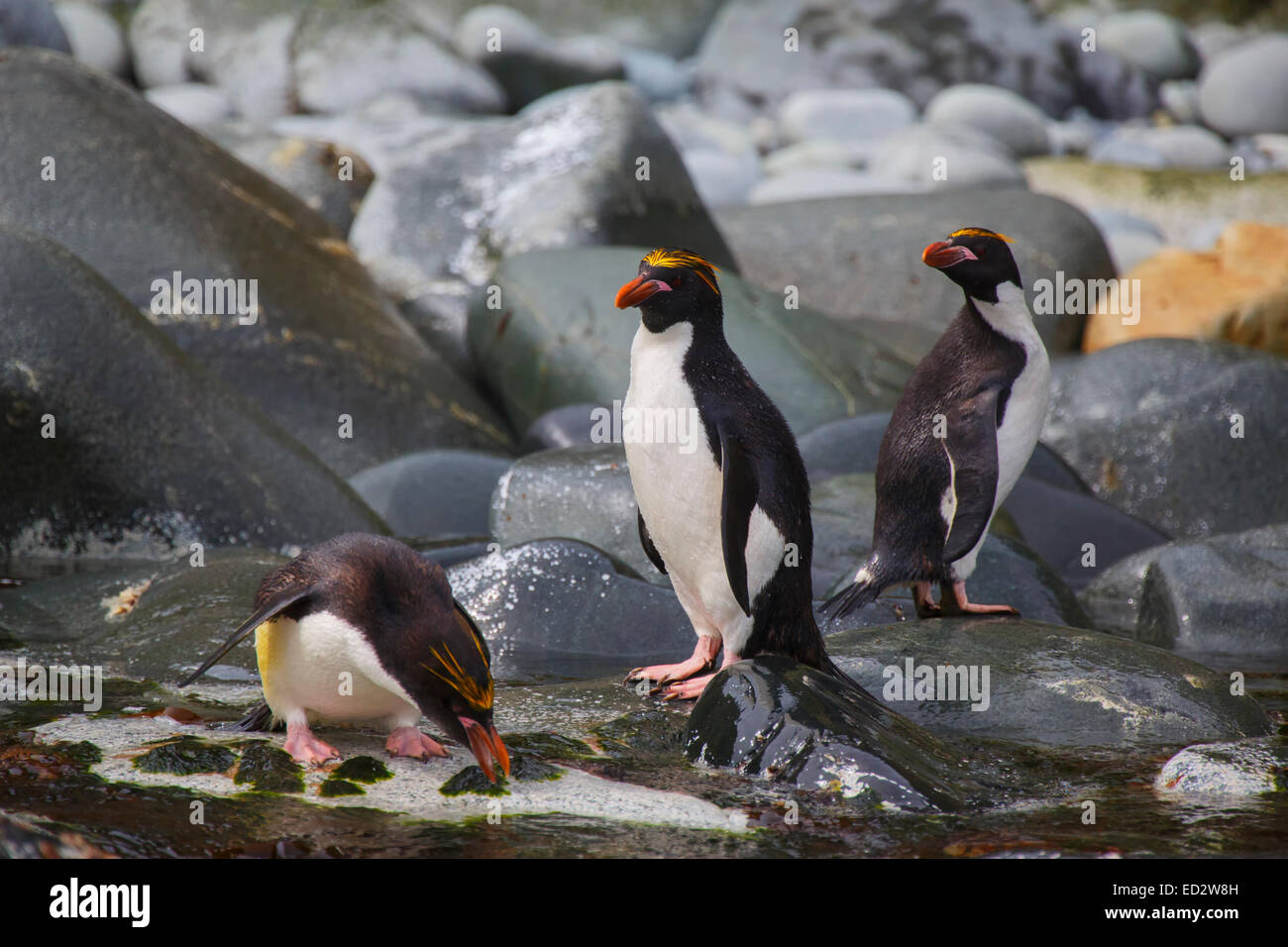 Pingouins (Eudyptes chrysolophus Macaroni), Cooper Bay, la Géorgie du Sud, l'Antarctique. Banque D'Images