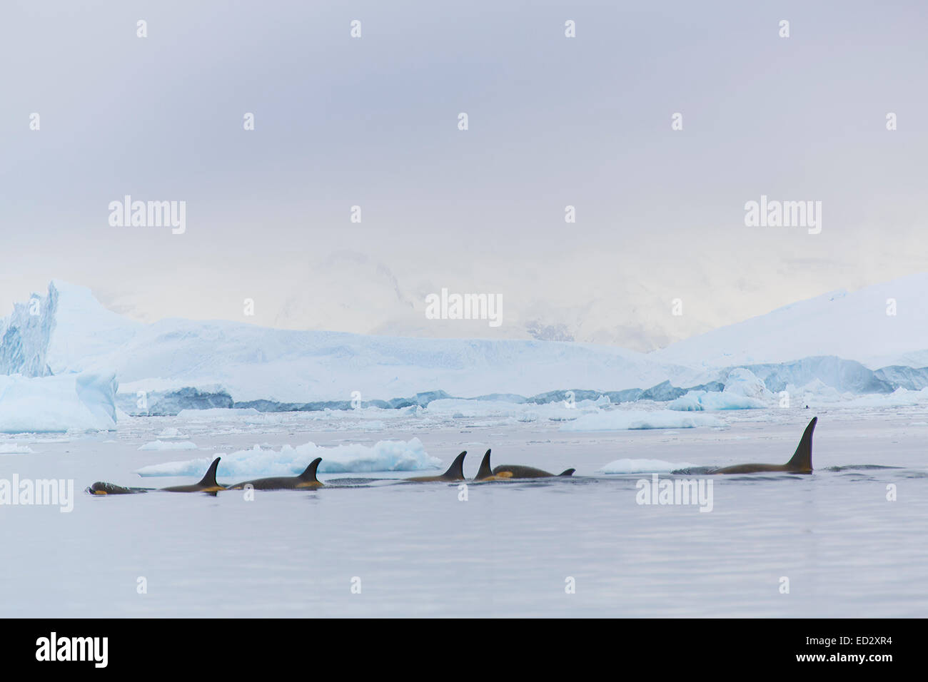 L'épaulard, Neko Harbour, l'Antarctique. Banque D'Images