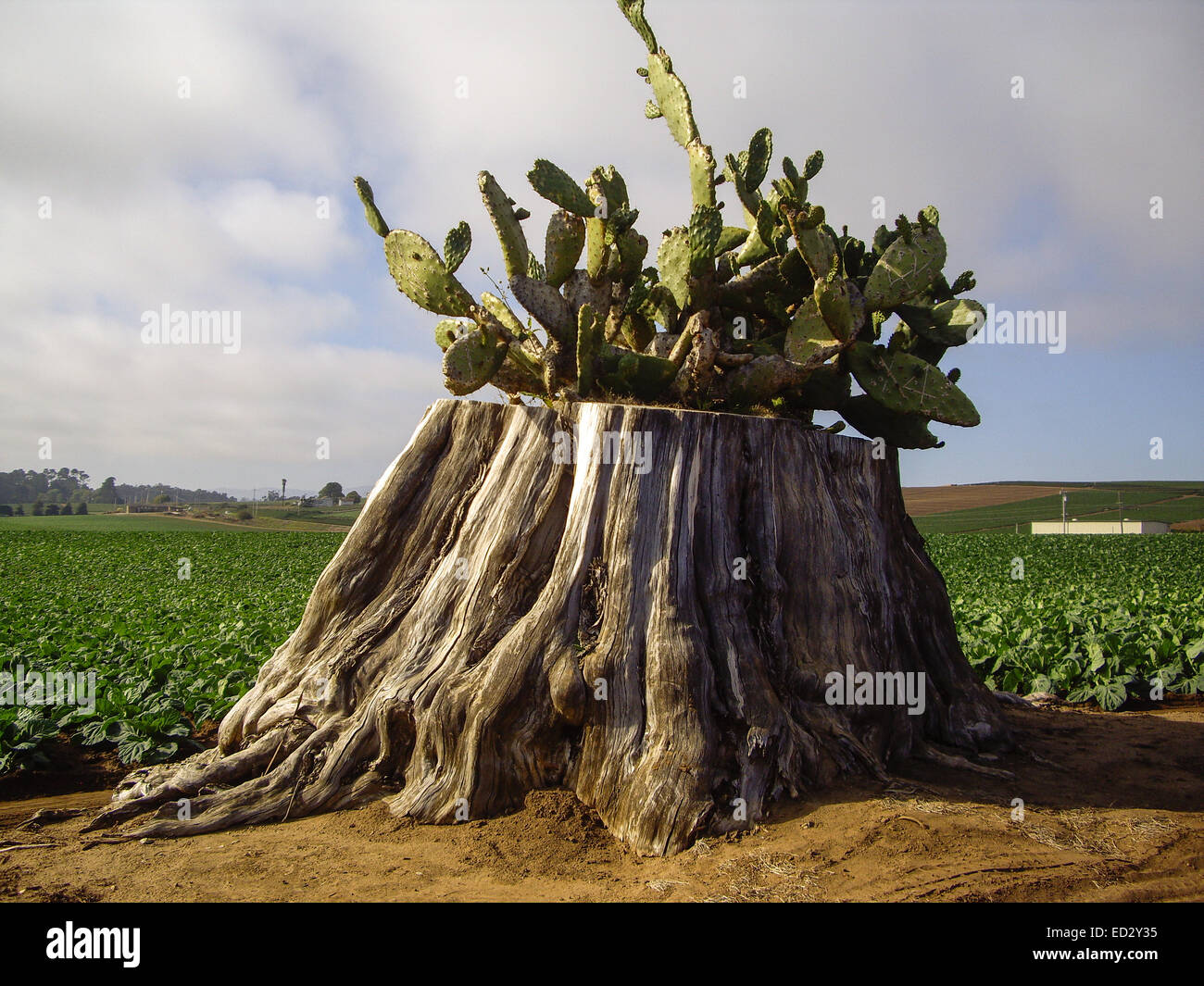 Cactus se développe parmi les cultures de légumes en Californie Banque D'Images