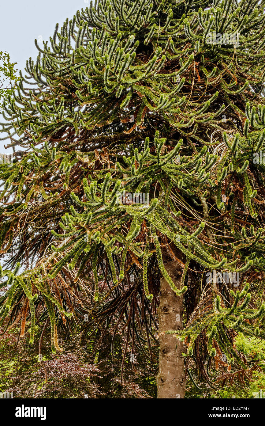 Arbre généalogique monkey puzzle (Araucaria araucana) Norvège Banque D'Images