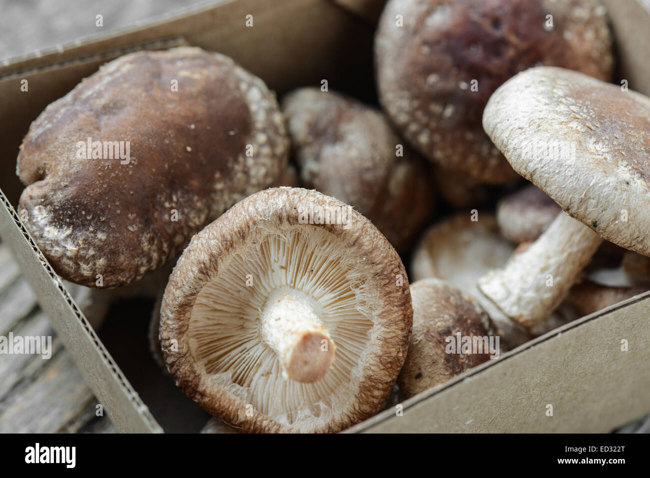 Champignons Shitake dans l'emballage en carton sur fond de bois Banque D'Images