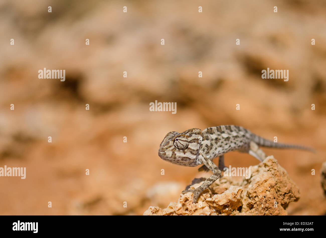 Caméléon (Chamaeleo chamaeleon Méditerranée) à Malte. Banque D'Images