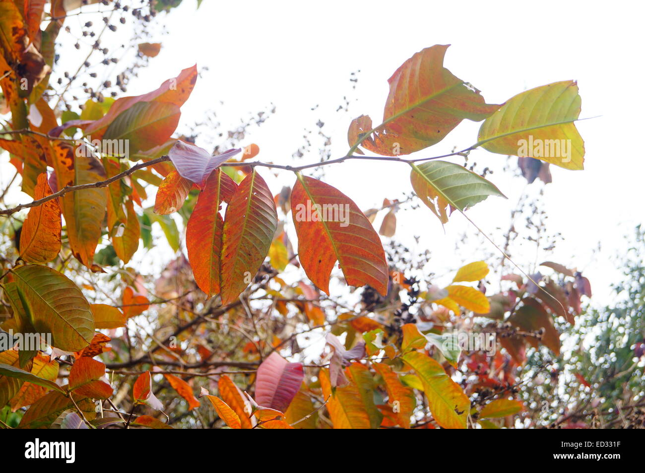 Feuilles jaunes de paysage d'automne Banque D'Images