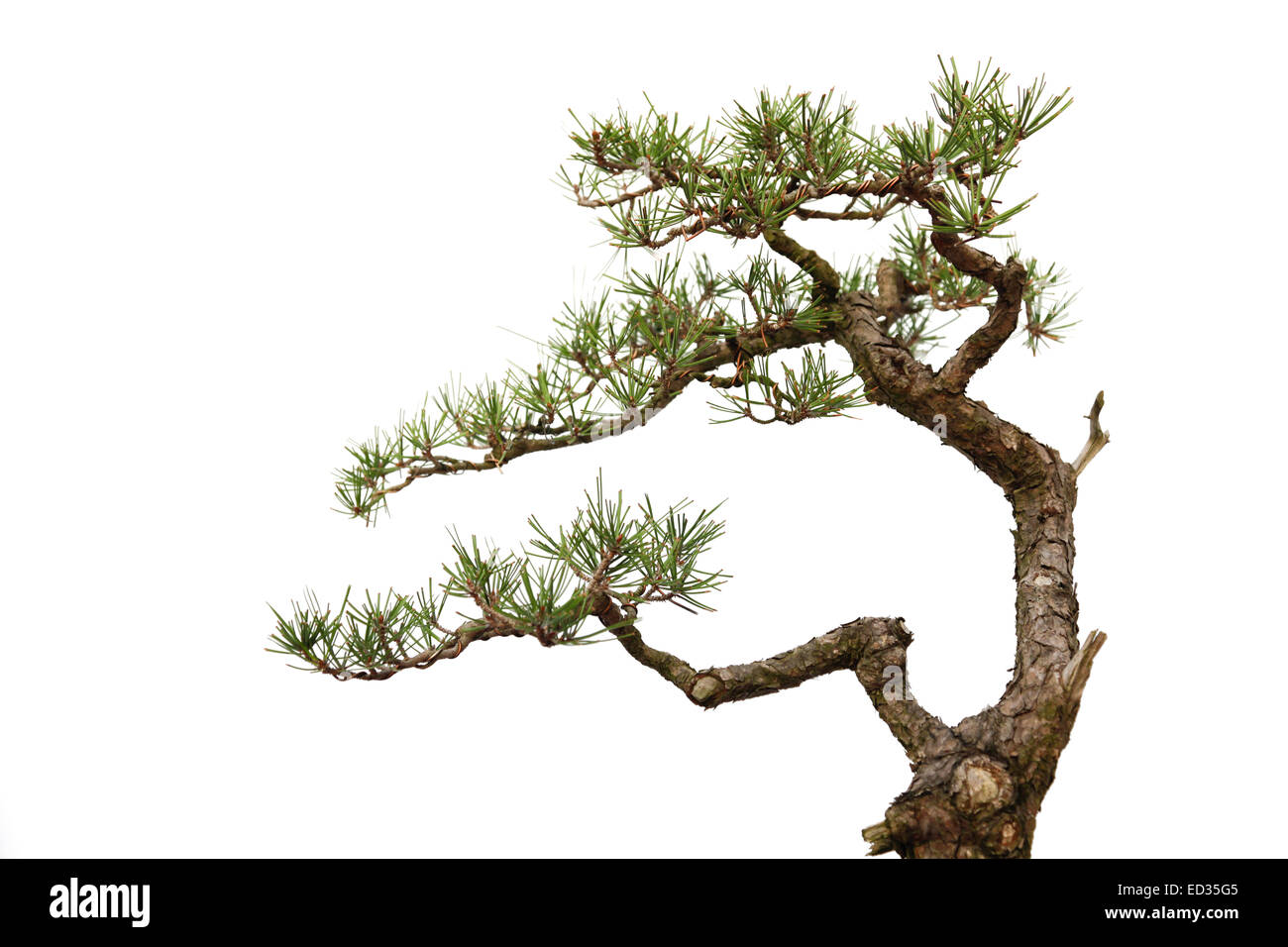 Petit bonsia arbre isolé sur un fond blanc, modèle vertical informel . Banque D'Images