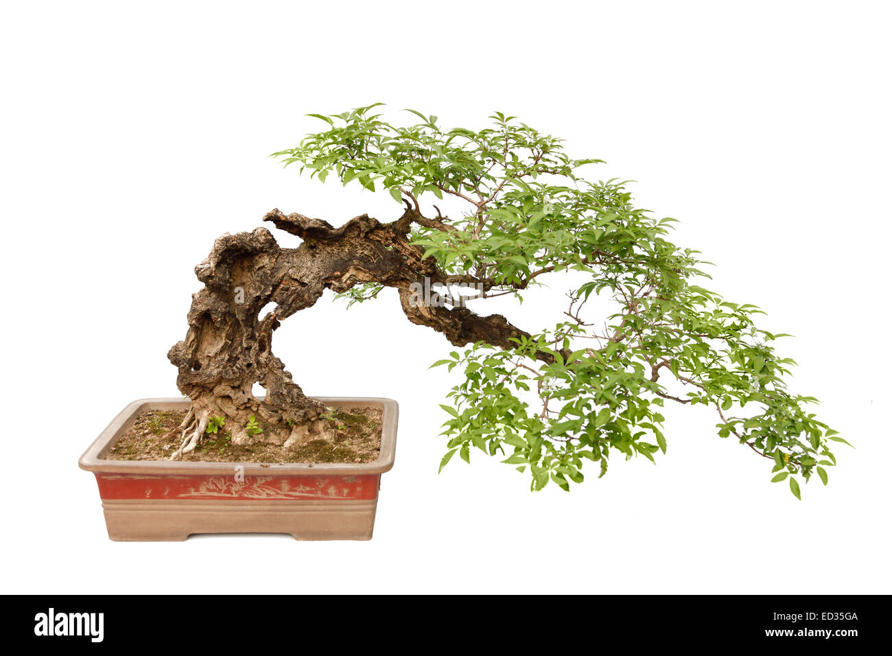 Un petit bonsia arbre dans un pot en céramique. Style en Cascade,isolé sur un fond blanc. Banque D'Images
