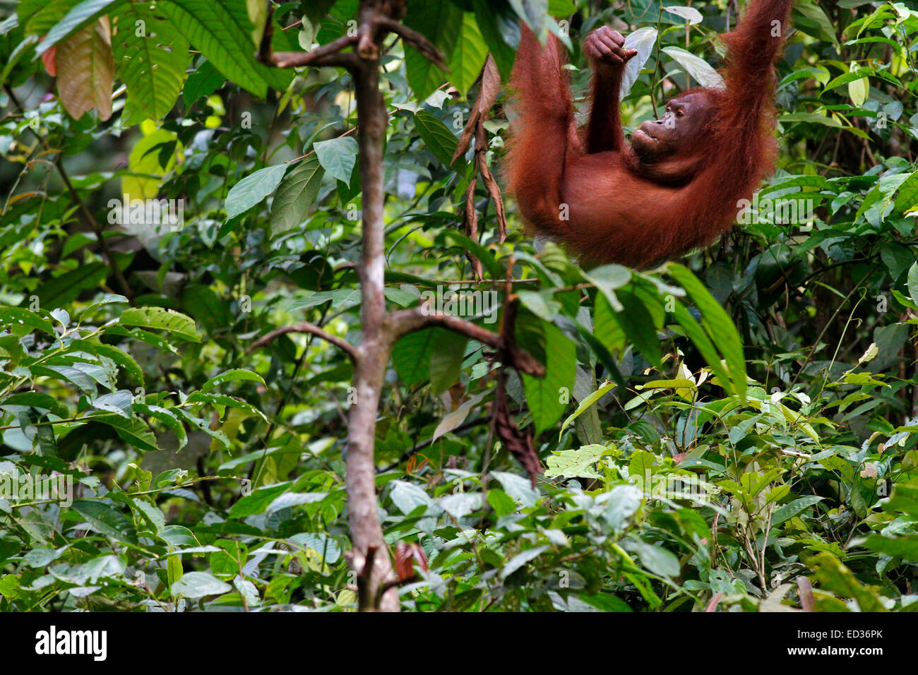 Orang-outan dans un arbre au centre de réhabilitation de Sepilok, Sabah, Malaisie Banque D'Images