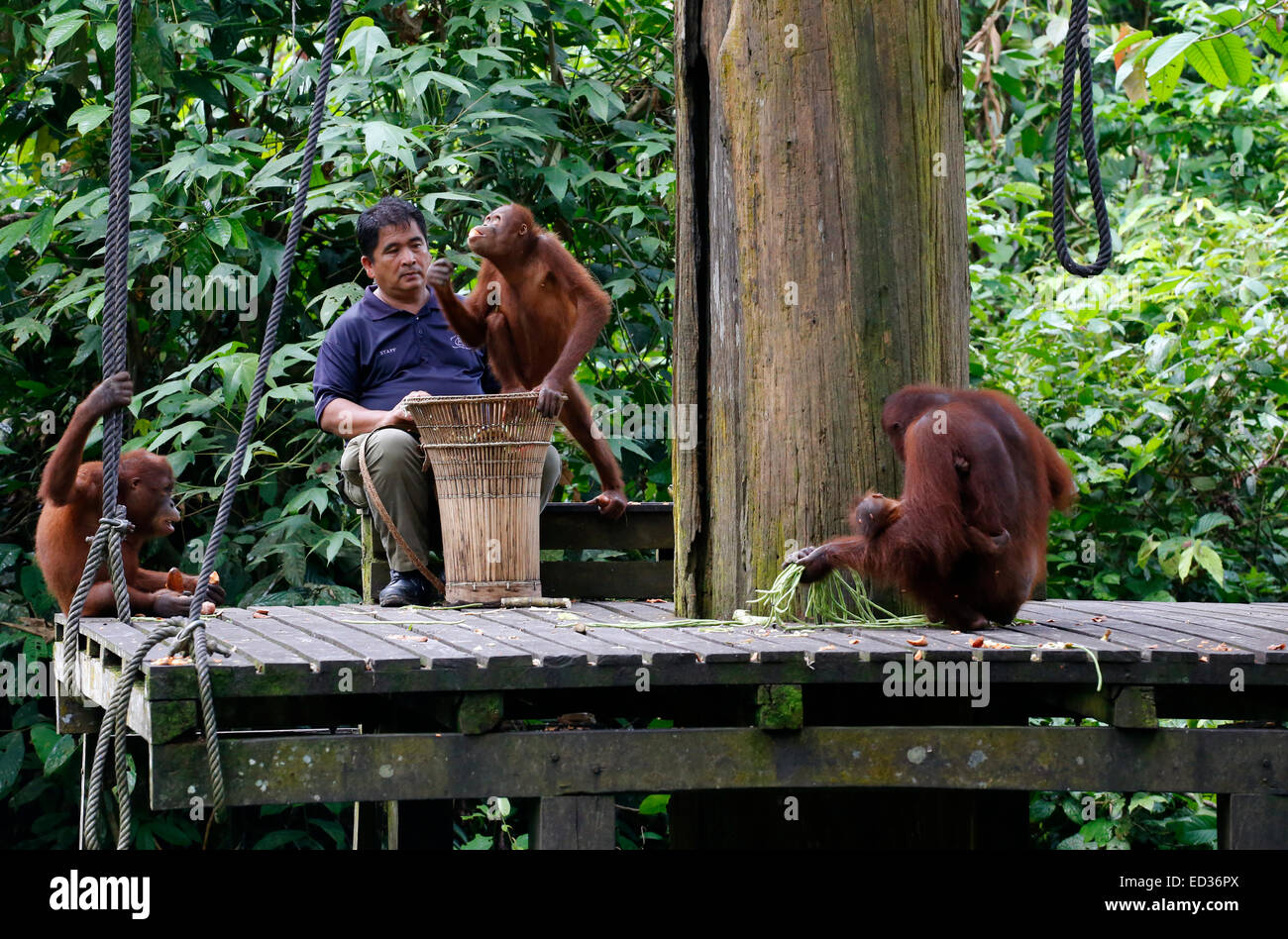 L'orang-outan sont nourris à Sepilok Orang Utan Centre de réadaptation, Sabah, Malaisie Banque D'Images