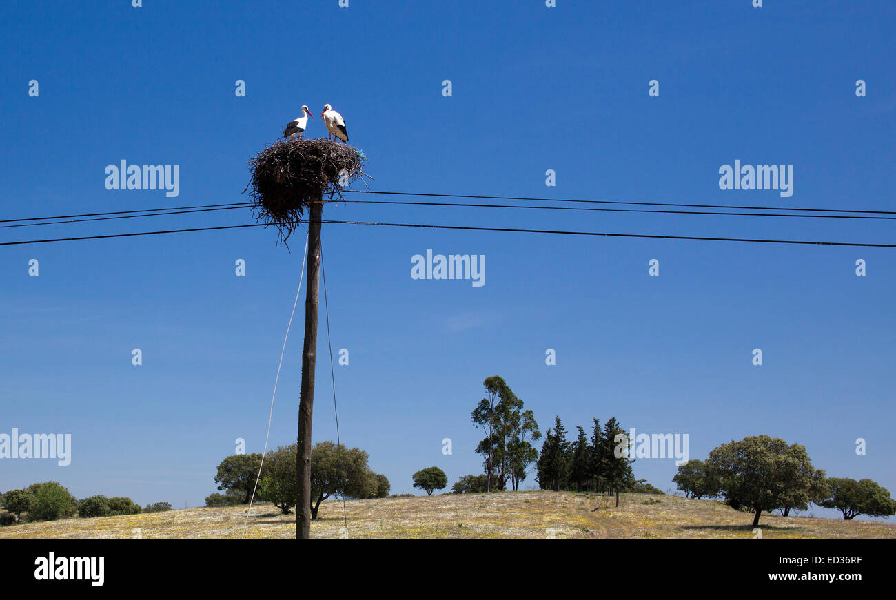 Un couple de Cigognes blanches sur leur nid en haut d'un poteau télégraphique, Castro Verde, Portugal. Banque D'Images