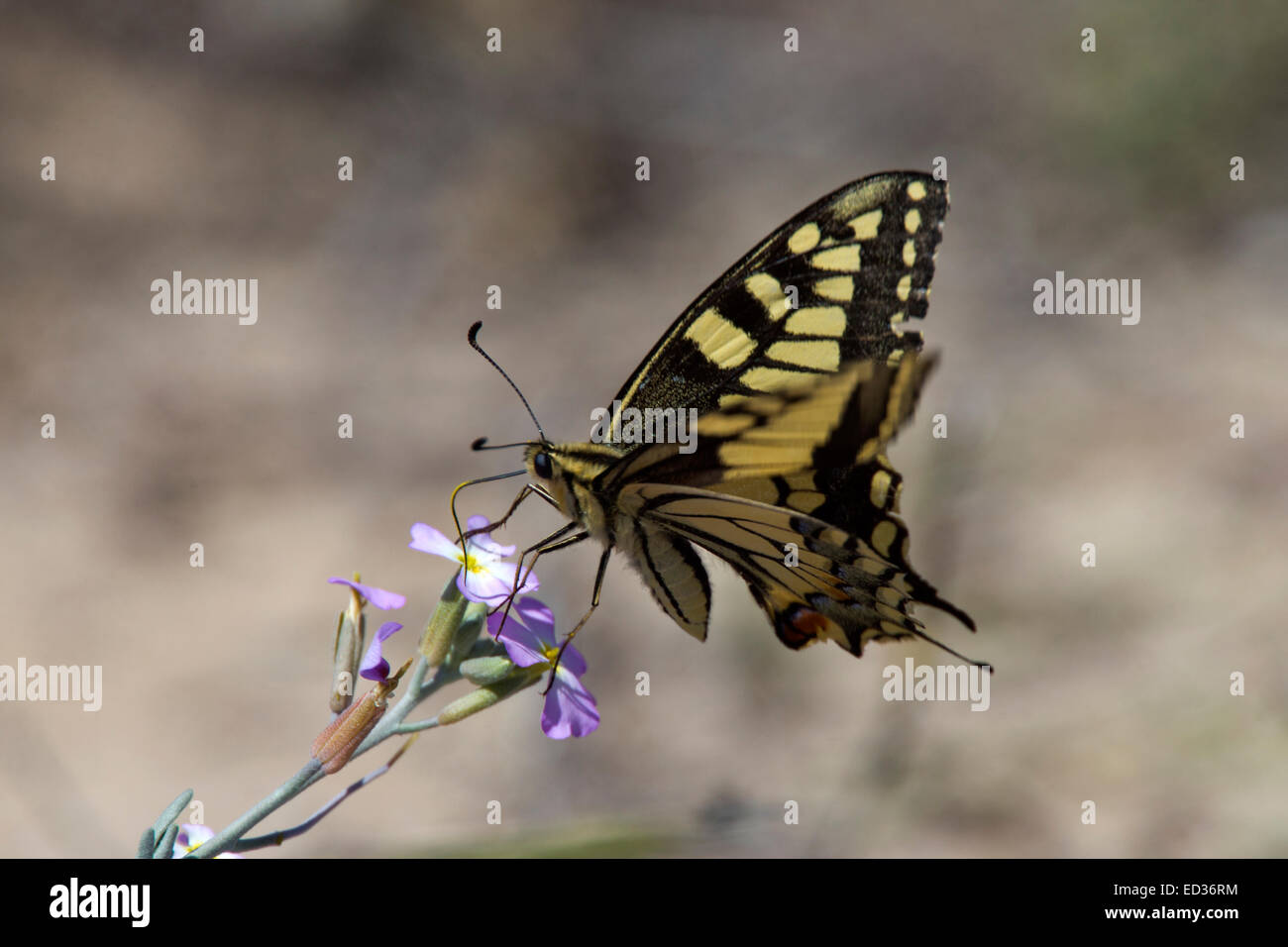 Nectar papillon du machaon, Quinta de Marim, Faro, Algarve, Portugal. Banque D'Images