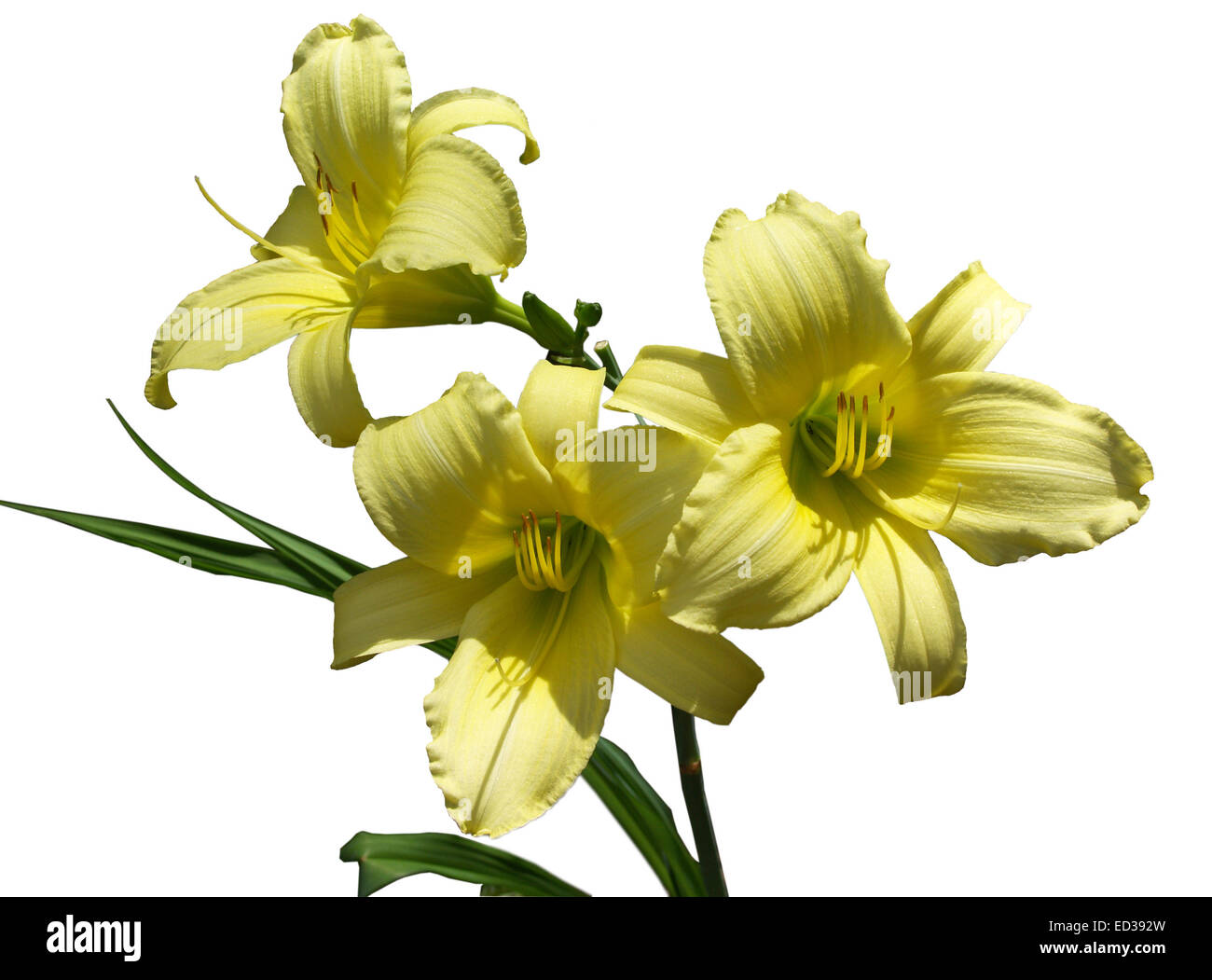Groupe de trois belles fleurs de l'hémérocalle jaune pâle, 'hybride' de Yellowstone, avec des feuilles vert foncé à l'arrière-plan blanc Banque D'Images