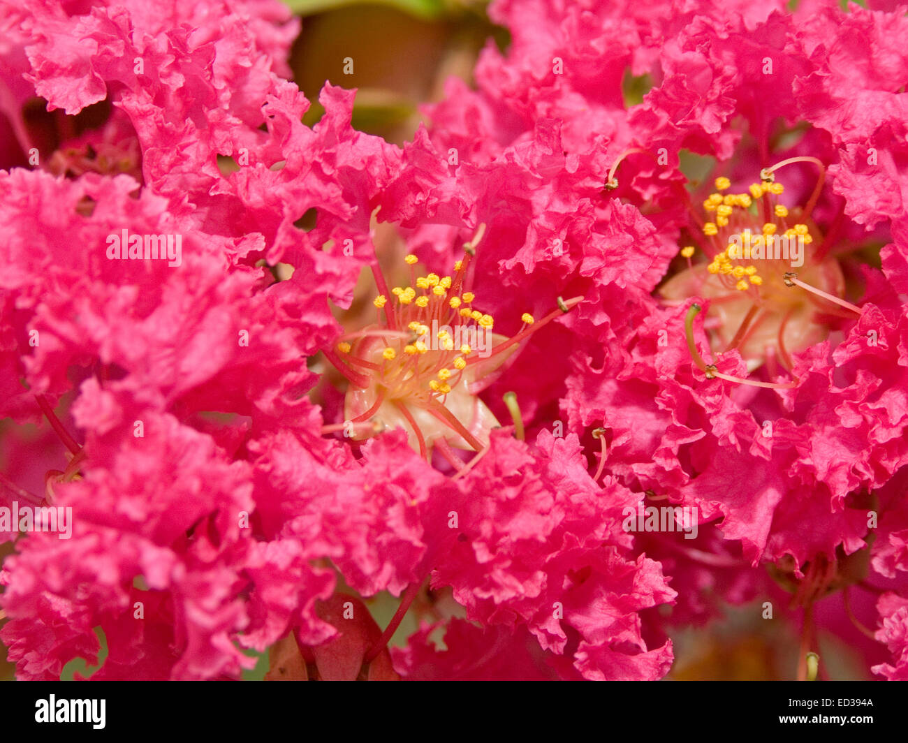 Close-up de grande grappe de fleurs rose / rouge vif de Lagerstroemia indica, crepe myrtle,avec étamines couvertes avec du pollen Banque D'Images