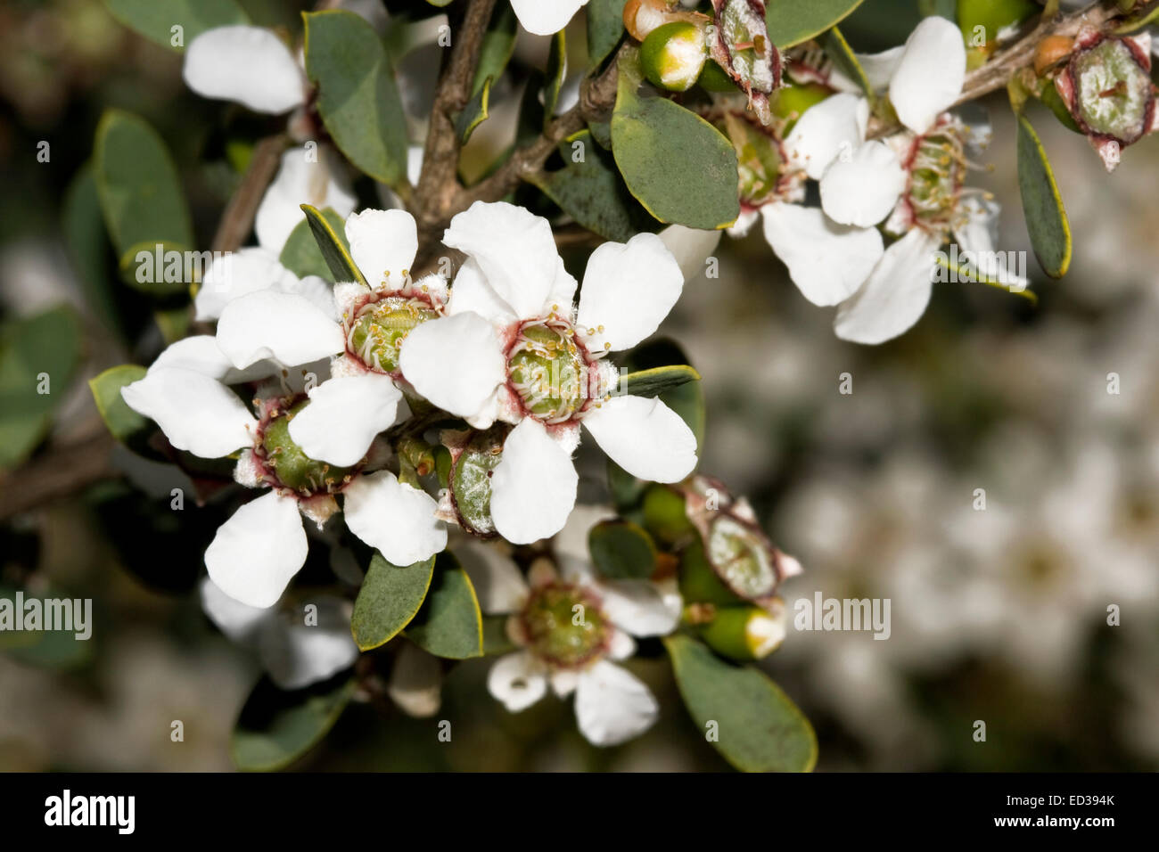 Grappe de fleurs sauvages de l'Australie blanche attrayants et feuilles vert foncé de Leptospermum laevigatum, arbre à thé côtières Banque D'Images