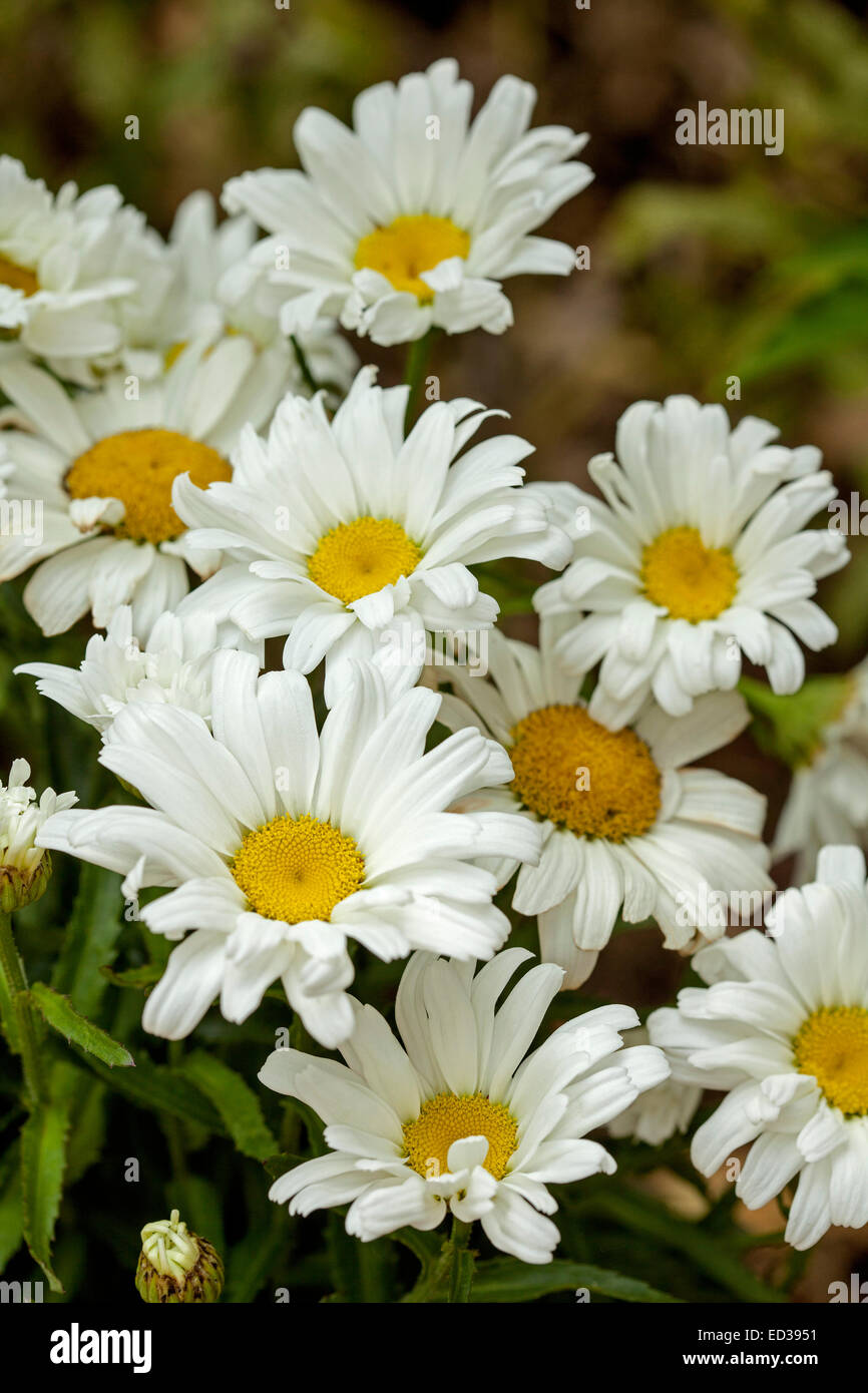 Grappe de superbes grandes fleurs blanches avec des centres jaunes de Marguerite, Leucanthemum superbum peut 'daisy' Banque D'Images