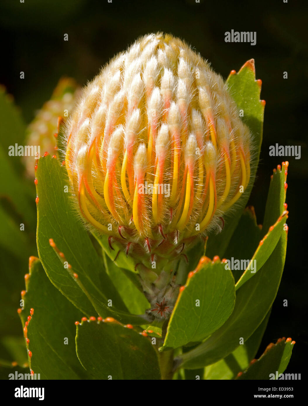 Superbe grande fleur orange & feuilles d'émeraude de Leucospermum x conocarpodendron « Mardi Gras glabrum Ribbons'- Pincushion protea sur fond noir Banque D'Images