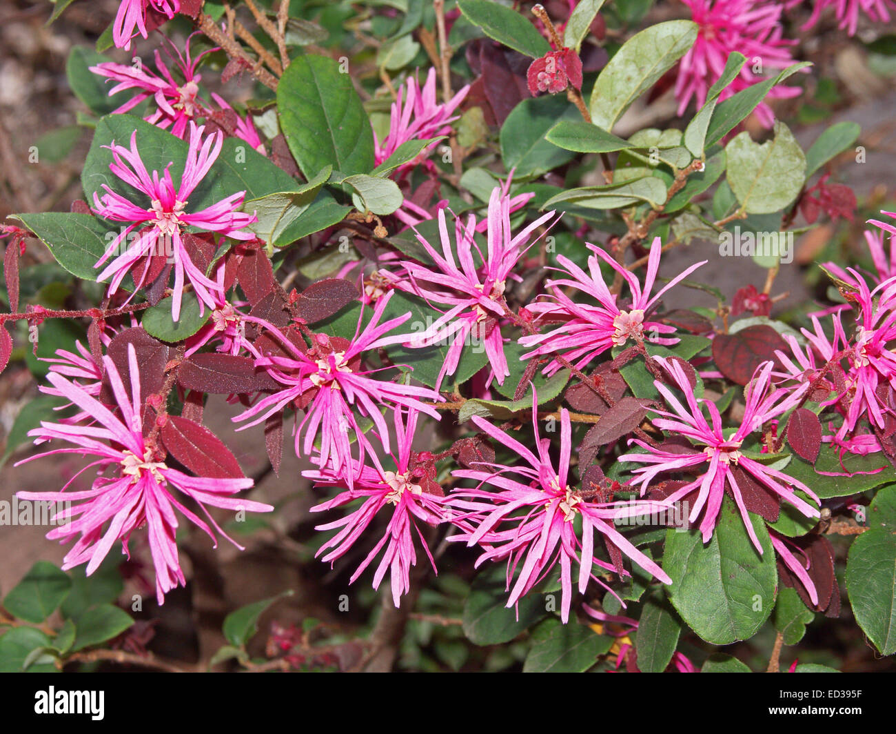 Grande Grappe De Fleurs Rose Vif Et Vert Feuilles Darbuste