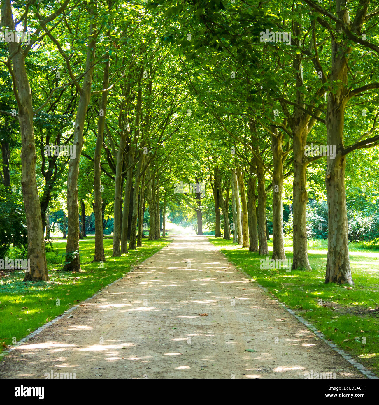 Ruelle à Tiergarten Berlin dans l'heure d'été Banque D'Images