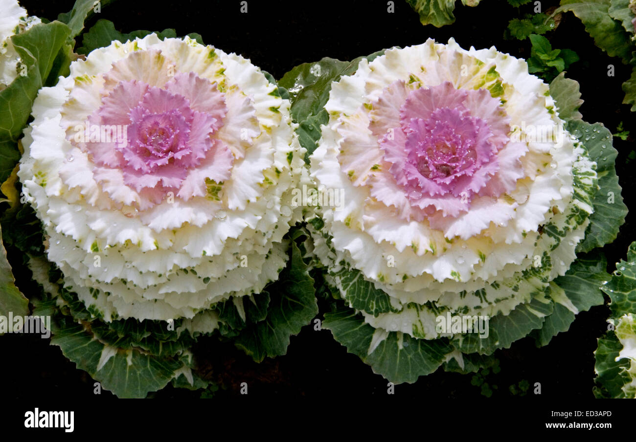 Deux superbes plantes ornementales kale / chou, Brassica oleracea, ondulées avec vert, blanc et rose magenta / feuillage Banque D'Images