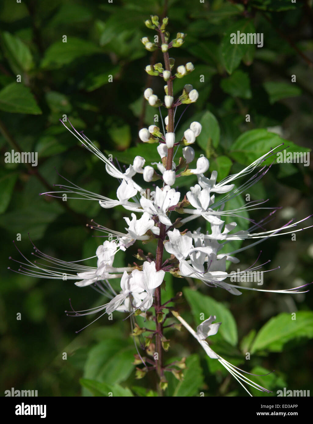 Épi de fleurs blanches inhabituelles Orthosiphon aristatus des moustaches du chat, de fleurs sauvages, de l'Australie, l'arrière-plan de feuilles vert foncé Banque D'Images