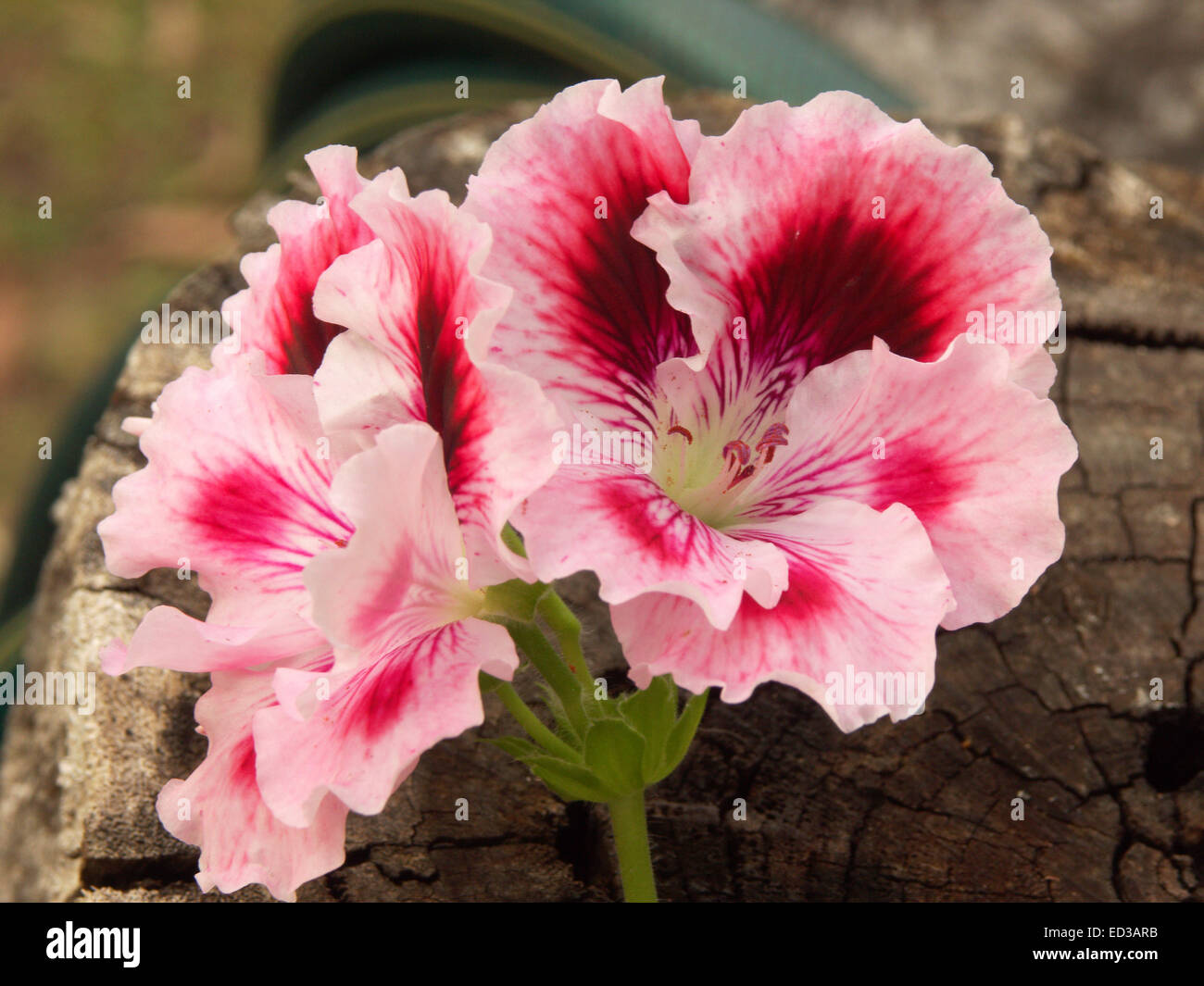 De superbes fleurs rouge foncé et rose de regal Pelargonium avec pétales bordée à froufrous. Banque D'Images