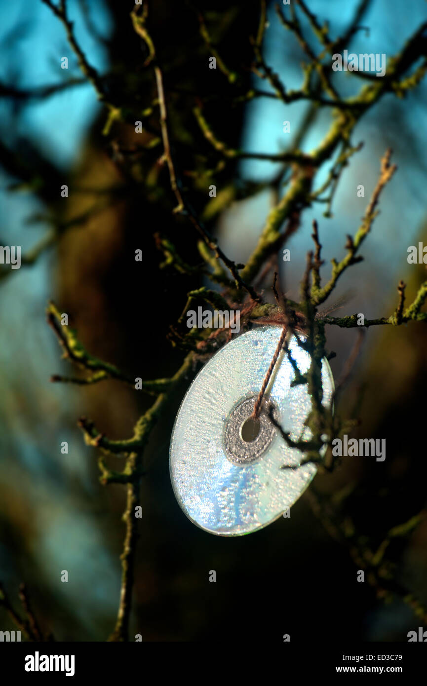 CD suspendus dans un arbre comme un oiseau scarer Banque D'Images