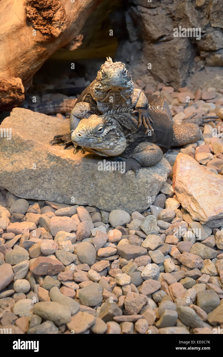 Iguana cubain - ces l'un des plus grands iguanes peuvent atteindre 1,5m de longueur. Il vit à Cuba et est herbivore. Banque D'Images