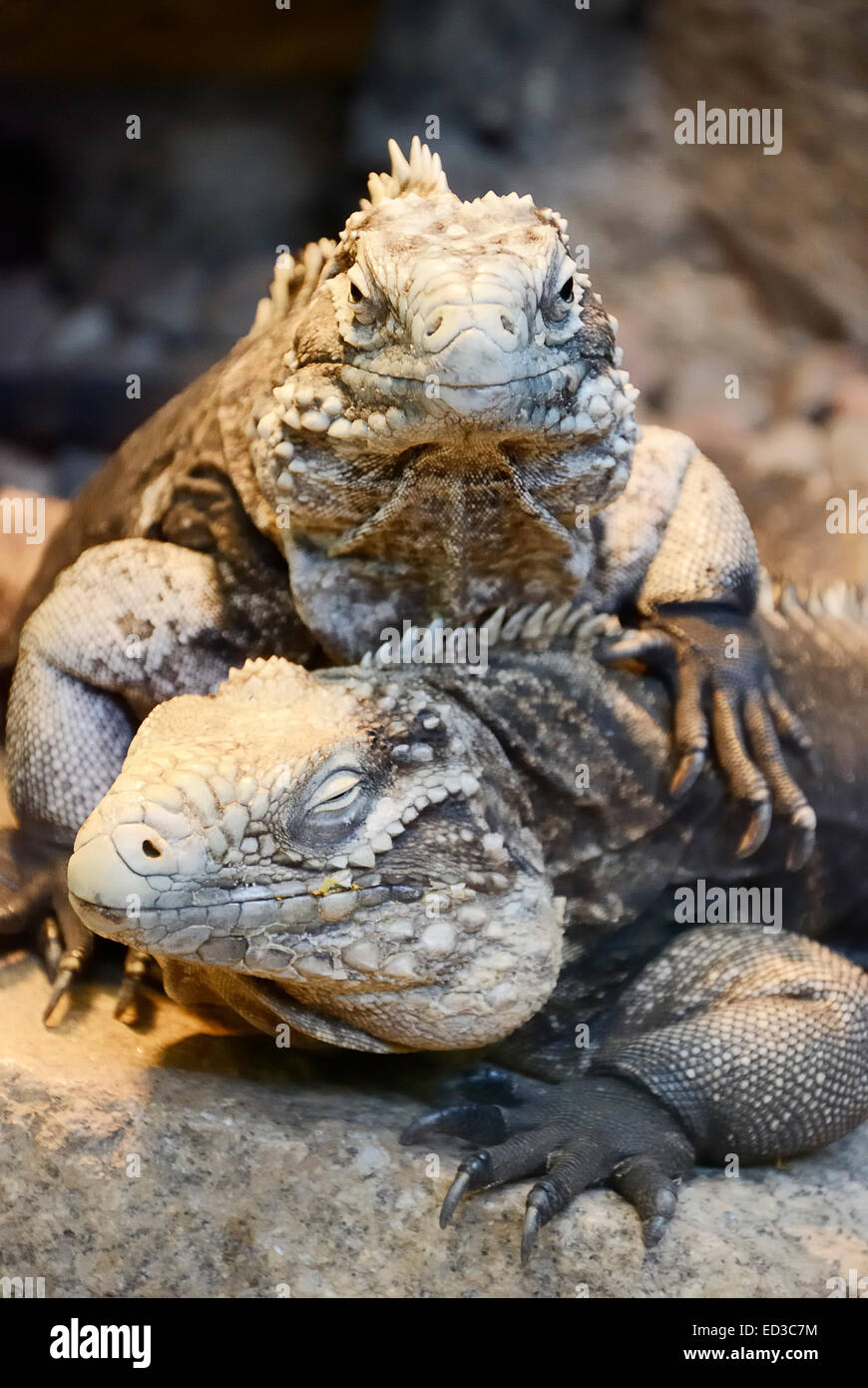 Iguana cubain - ces l'un des plus grands iguanes peuvent atteindre 1,5m de longueur. Il vit à Cuba et est herbivore. Banque D'Images