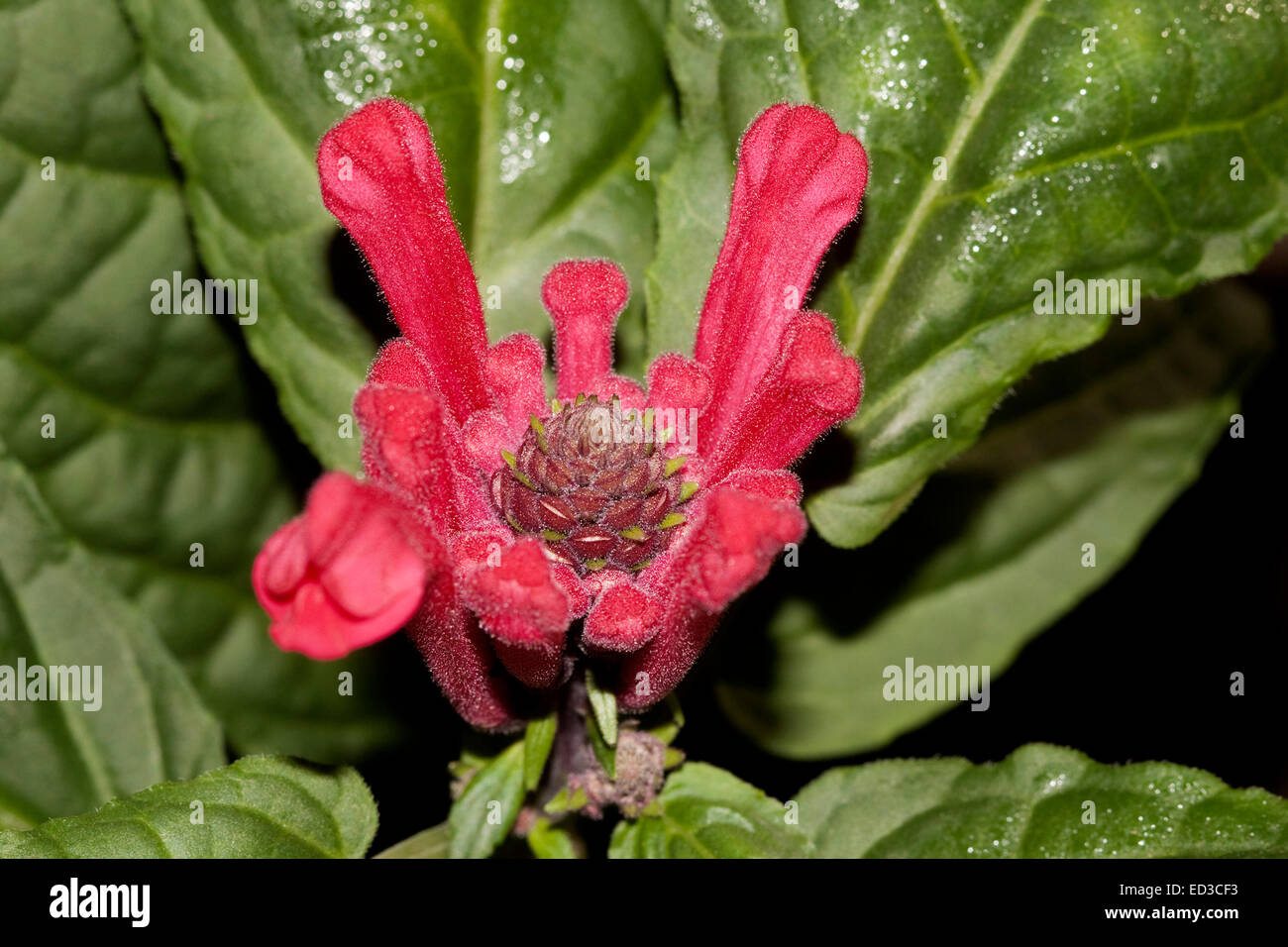 Burberry flowers Banque de photographies et d'images à haute résolution -  Alamy