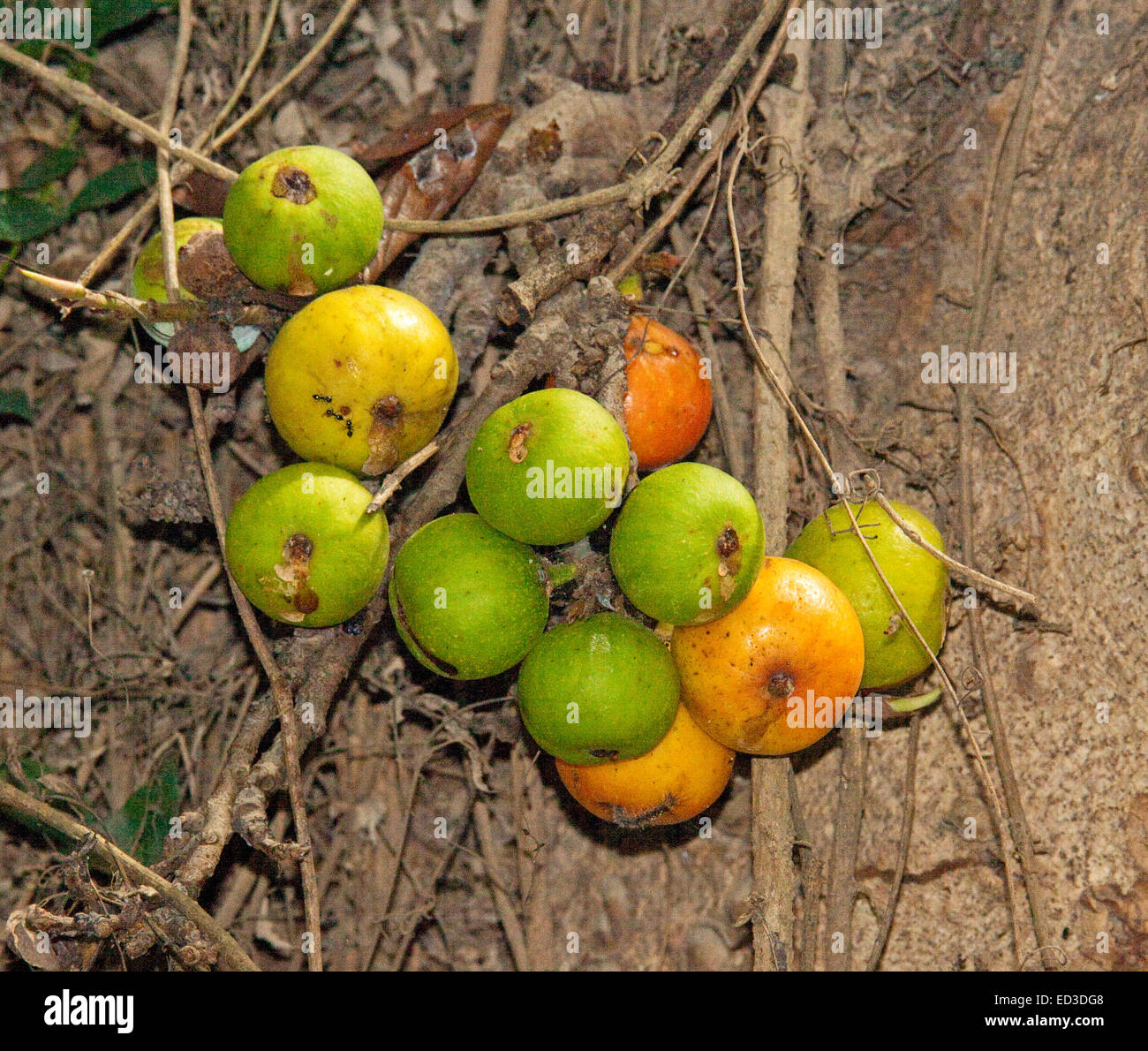 De Cluster green & orange fruits de Ficus racemosa syn Ficus glomerata croissant sur les tronc d'arbres indigènes australiens, Cluster Fig Banque D'Images