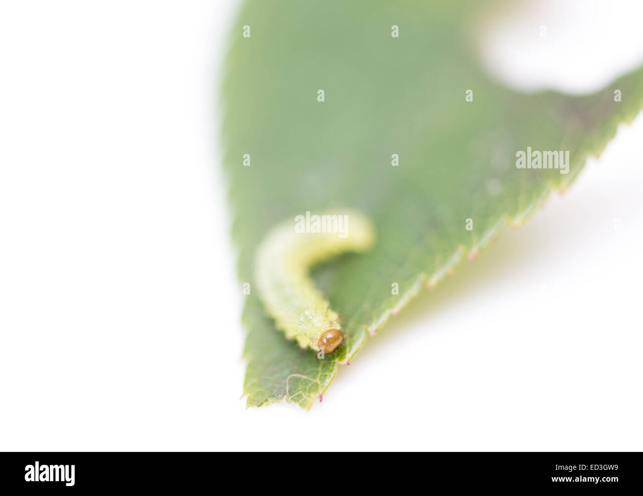 Chenille verte sur une feuille sur un fond blanc Banque D'Images