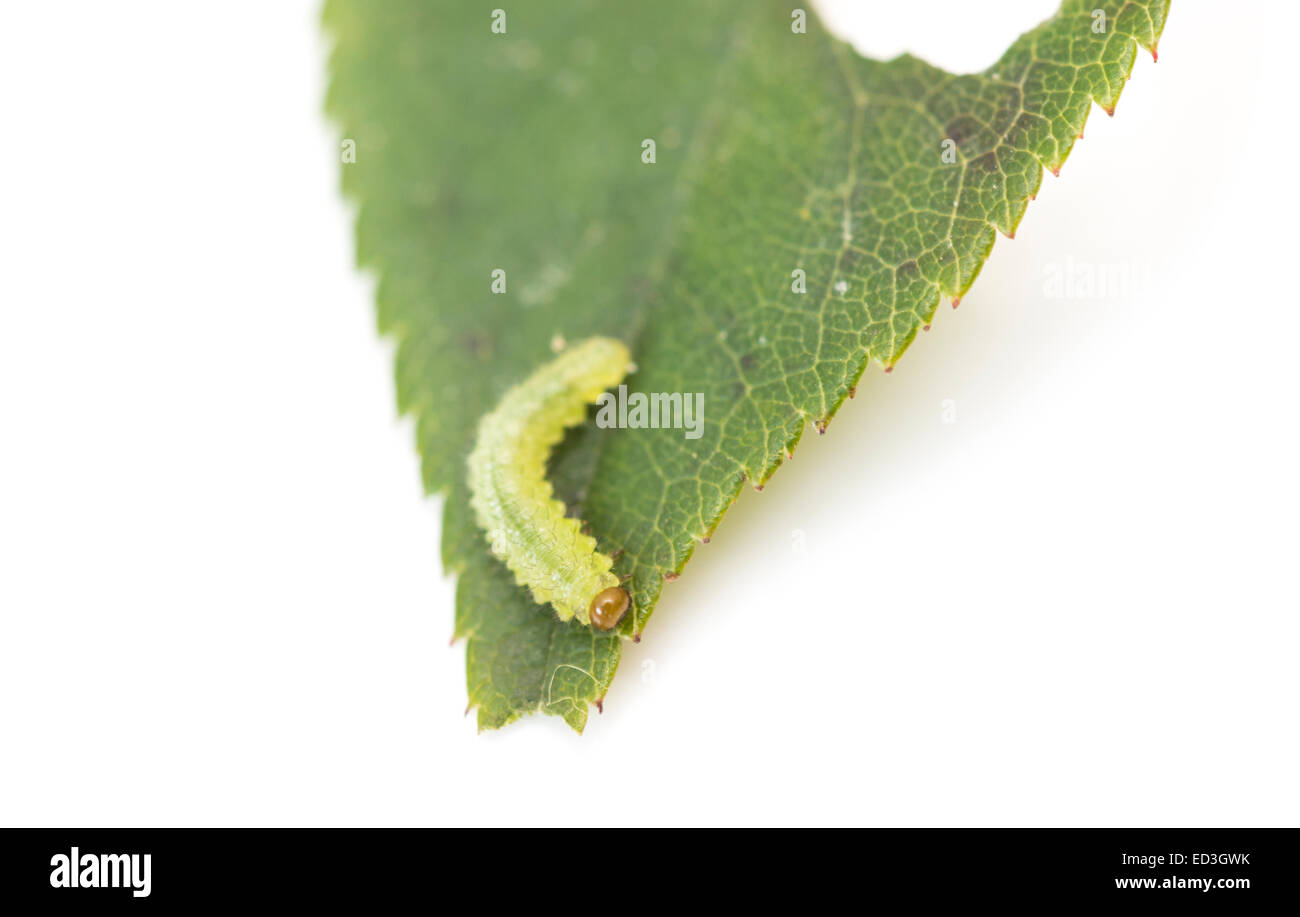 Chenille verte sur une feuille sur un fond blanc Banque D'Images