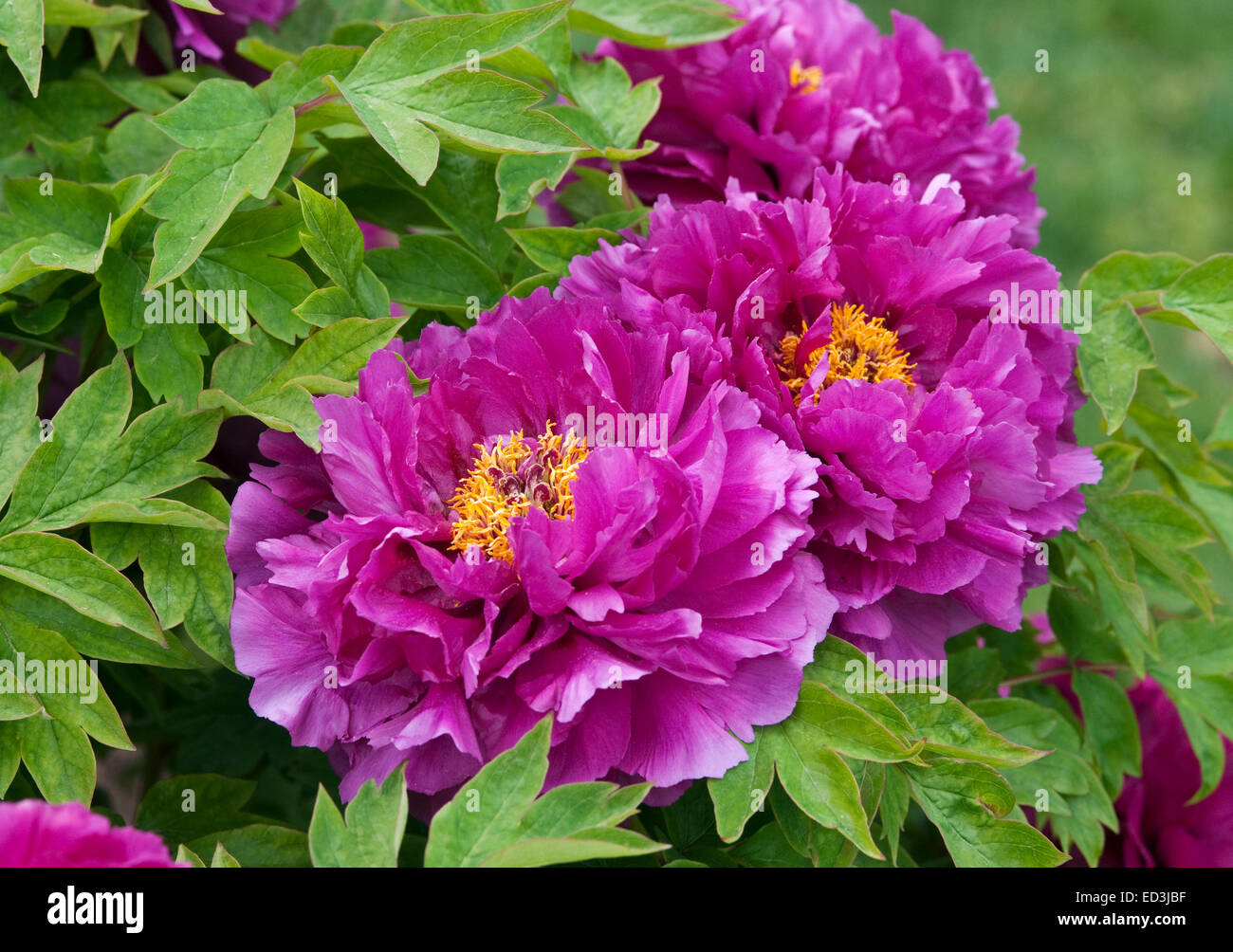 Double Tree Peony - Paeonia suffruticosa 'Red Cliffs' Banque D'Images