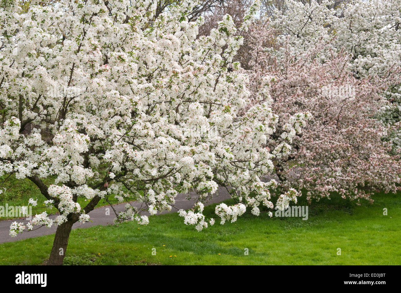 Pommetiers à fleurs - Malus 'White Angel' Banque D'Images